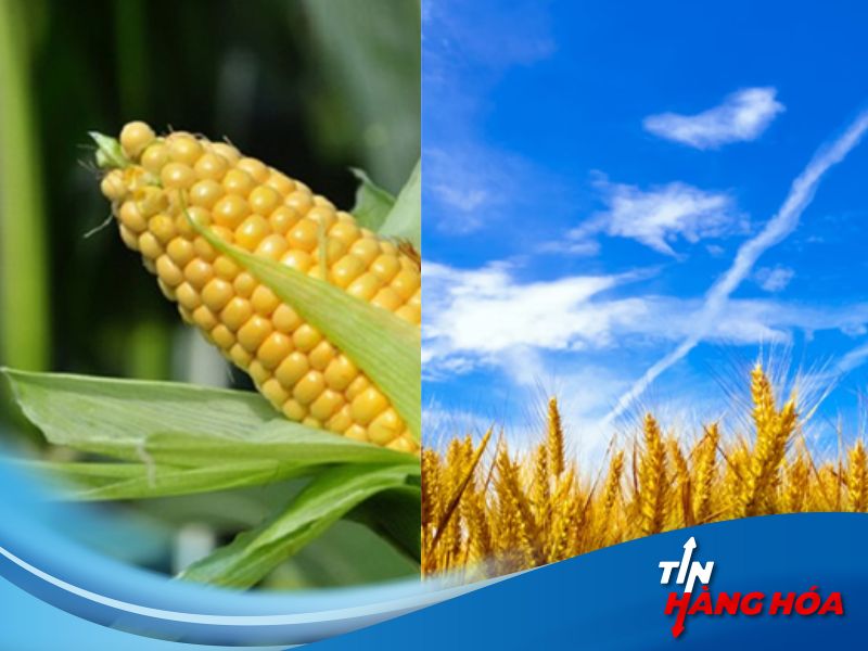 ng&ocirc; và lúa mì